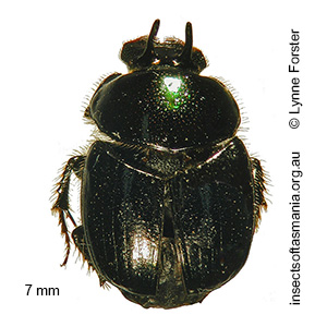 Onthophagus mutatus