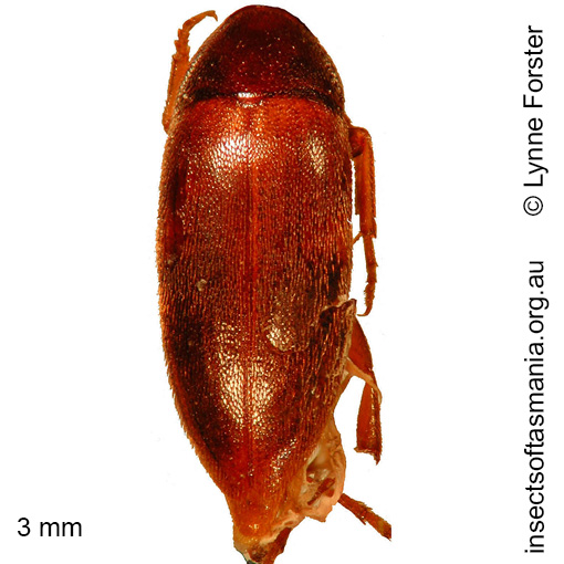 Species image
