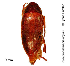 Orchesia TFIC sp 01