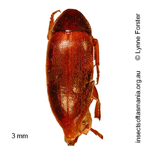 Orchesia TFIC sp 01