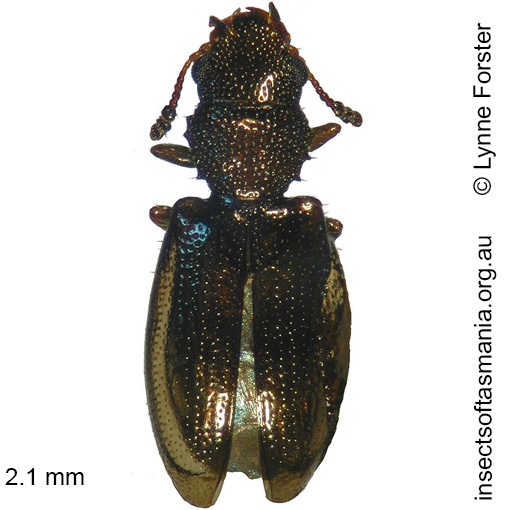 Species image