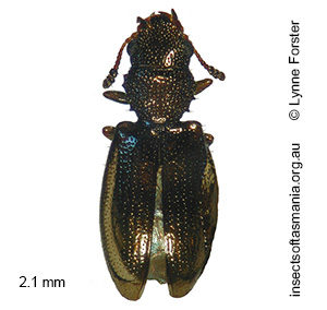 Orphanotrophium frigidum