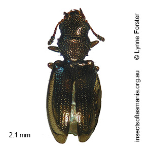 Orphanotrophium frigidum