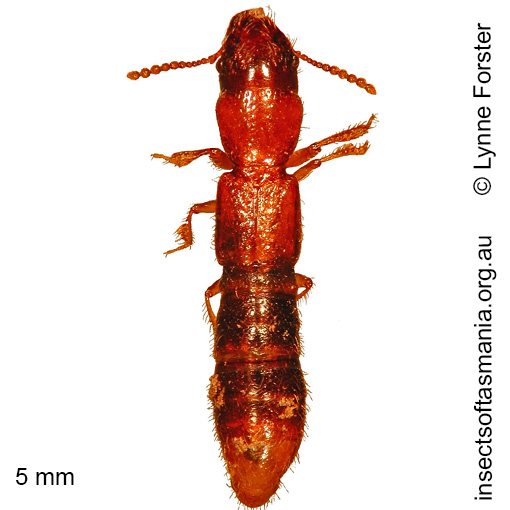 Species image
