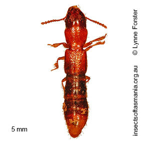 Osorius TFIC sp 01