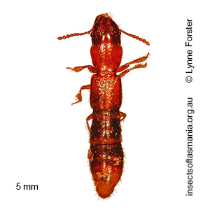 Osorius TFIC sp 01