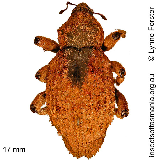 Species image