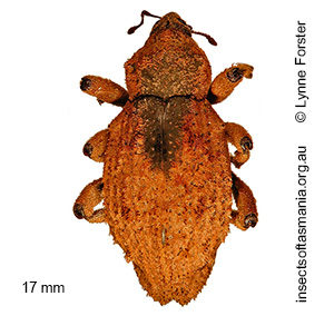 Pachyporopterus satyrus