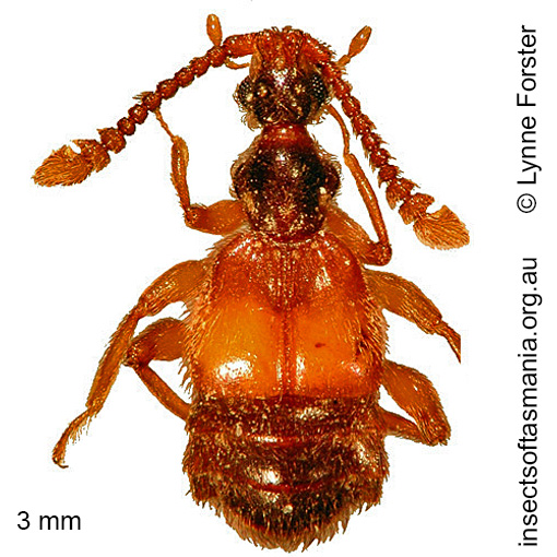 Species image