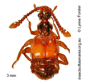 Palimbolus victoriae