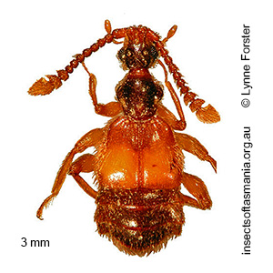 Palimbolus victoriae