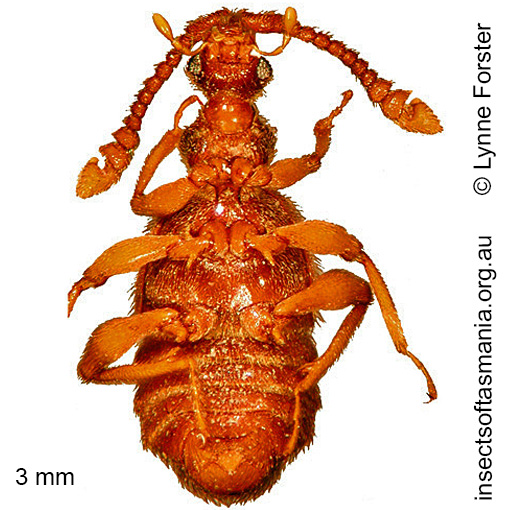 Species image