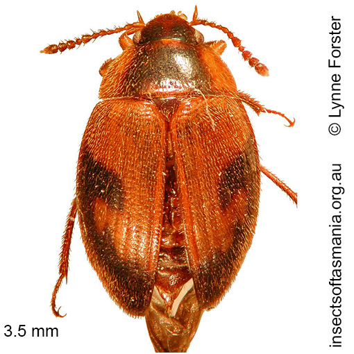 Species image