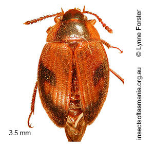 Paragyrtodes percalceatus