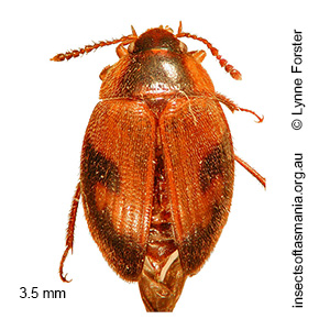 Paragyrtodes percalceatus