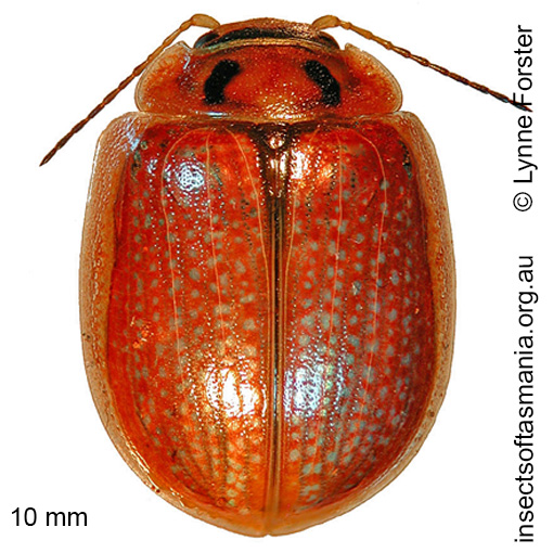 Species image