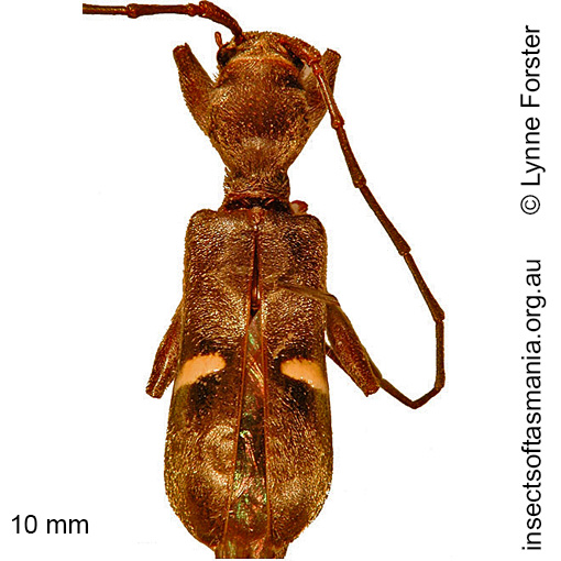 Species image