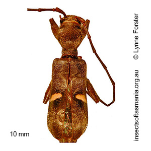 Pseudohalme walkeri