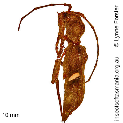 Species image