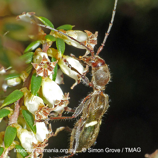 Species image