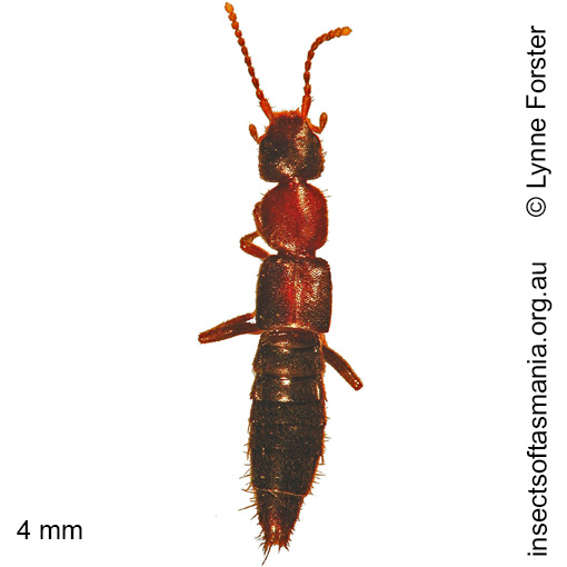Species image