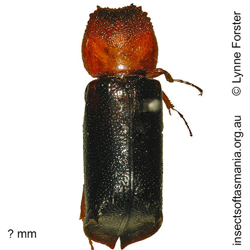Species image