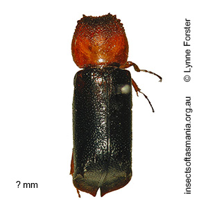 Xylion collaris