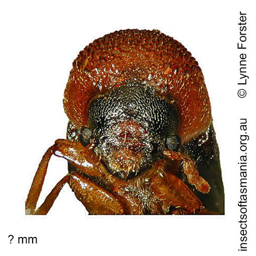Species image