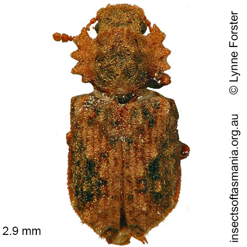 Species image