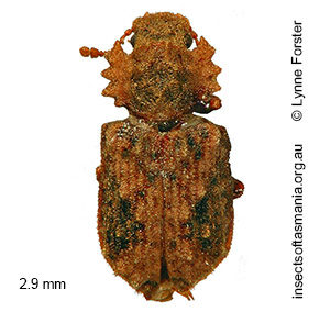 Ablabus bicolor