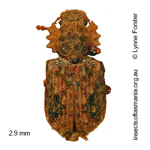 Ablabus bicolor