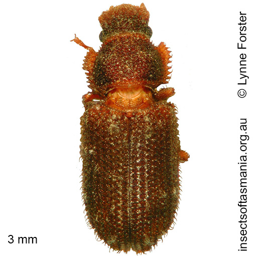 Species image