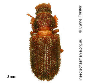 Ablabus obscurus