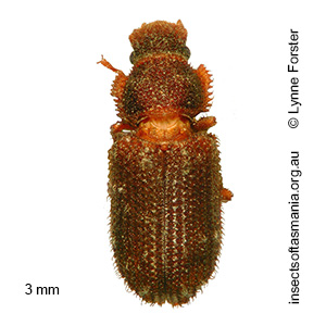 Ablabus obscurus