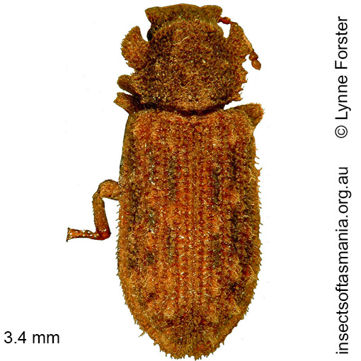 Species image