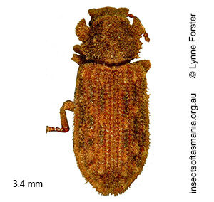 Ablabus pulcher