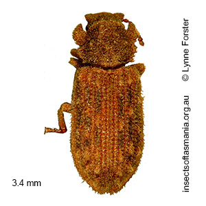 Ablabus pulcher