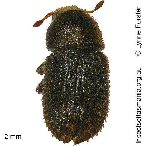 Species image
