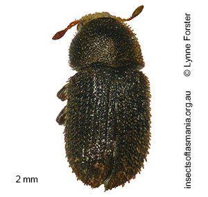 Acacicis atomarius