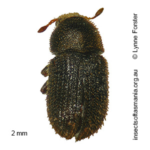 Acacicis atomarius