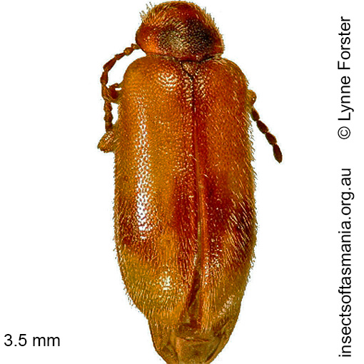 Species image