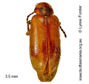 Accolabass parvus