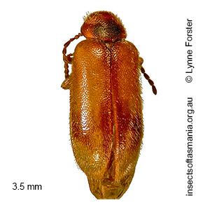 Accolabass parvus