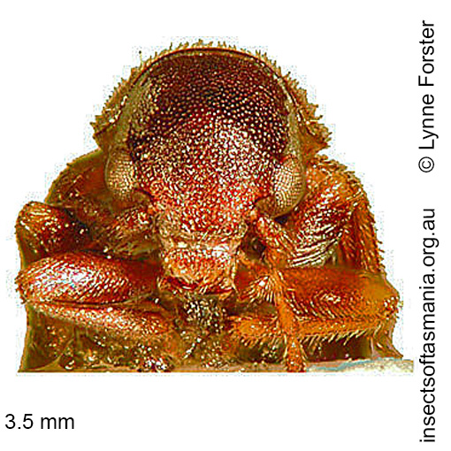Species image
