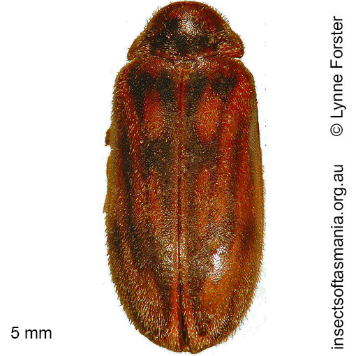 Species image