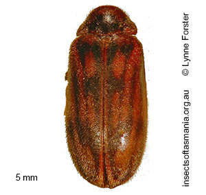 Accolabass velutinus