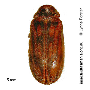 Accolabass velutinus