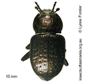 Adelium abbreviatum