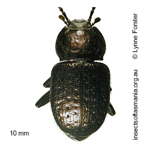 Adelium abbreviatum