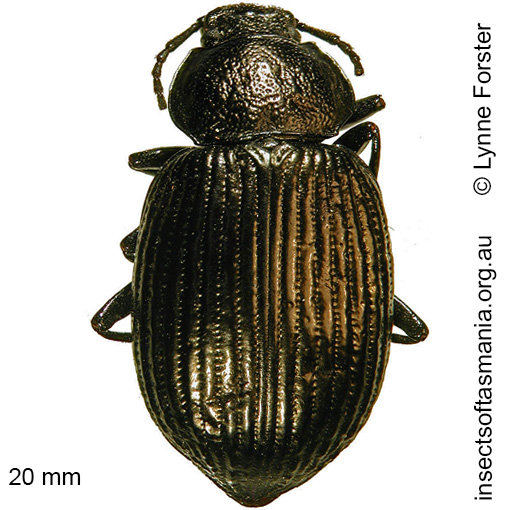 Species image